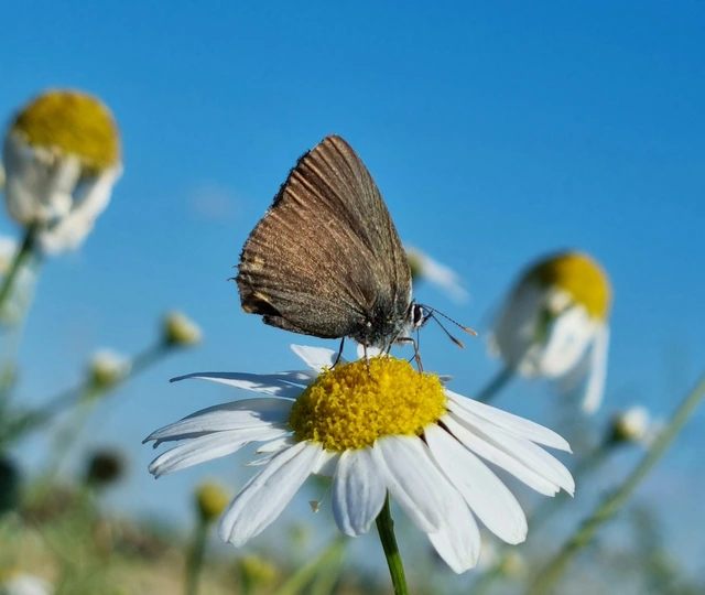 Satyrium acaciae - akác-csücsköslepke