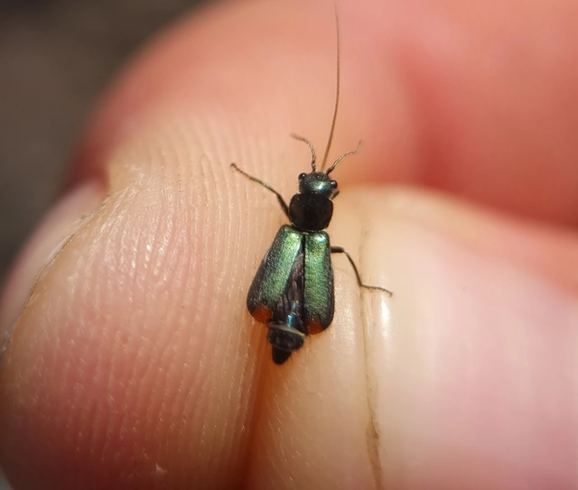 Clanoptilus