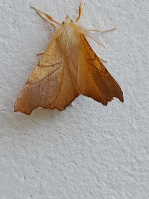 Ennomos fuscantaria - kőris-levélaraszoló