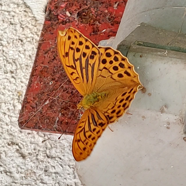 Argynnis paphia - nagy gyöngyházlepke