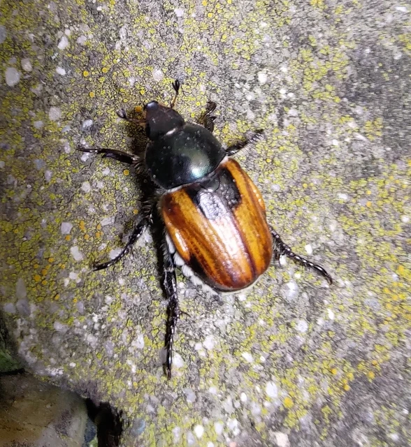 Anisoplia austriaca - osztrák szipoly