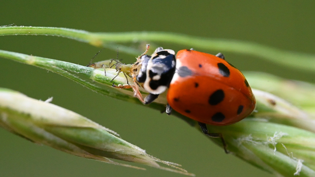 Hippodamia variegata - tizenhárompettyes katica