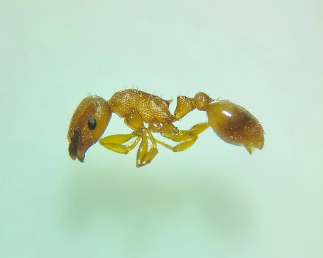 Temnothorax unifasciatus - gyűrűs kéreghangya