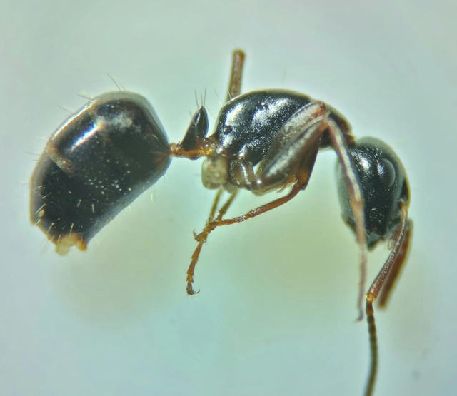 Camponotus fallax - ligeti lóhangya