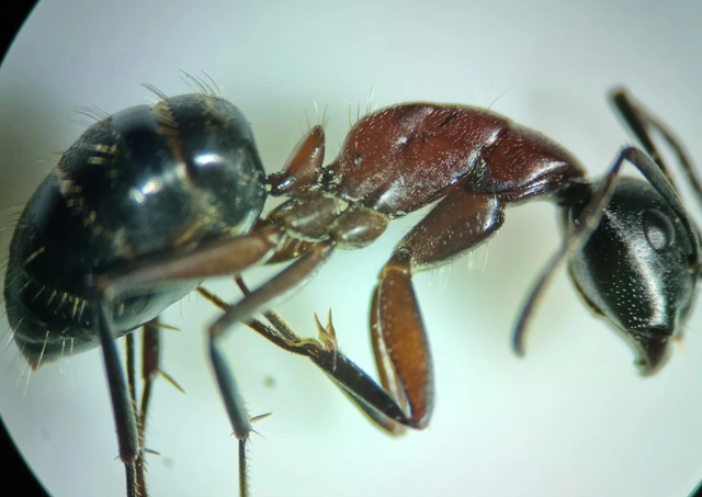 Camponotus ligniperda - faodvasító lóhangya