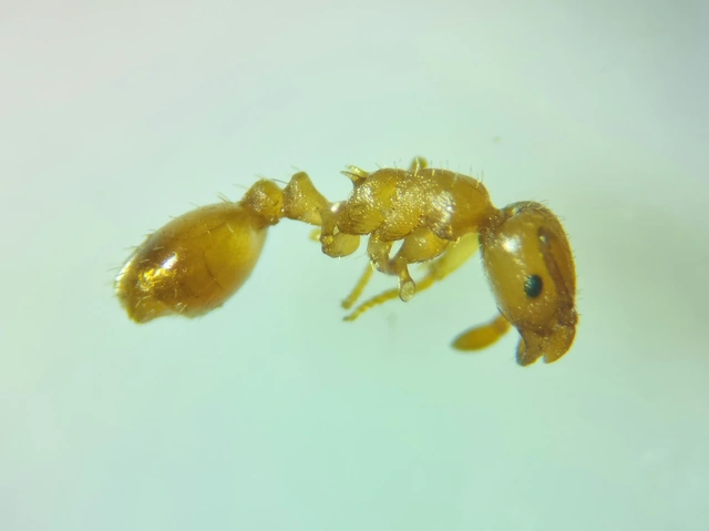 Temnothorax crassispinus - gubacslakó kéreghangya