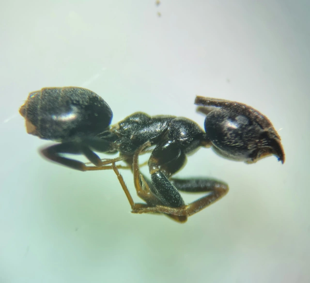 Tapinoma subboreale - ligeti kóborhangya