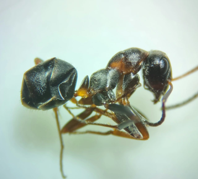 Formica cunicularia - gyakori rabszolgahangya