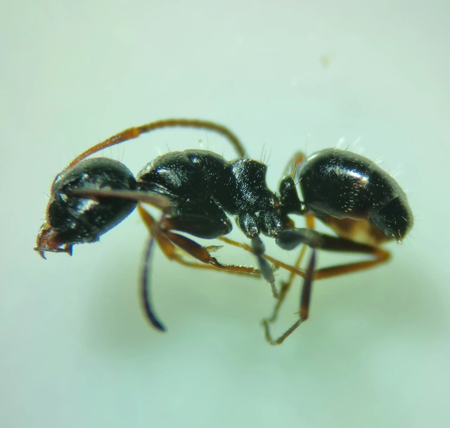 Camponotus piceus - szurkos lóhangya