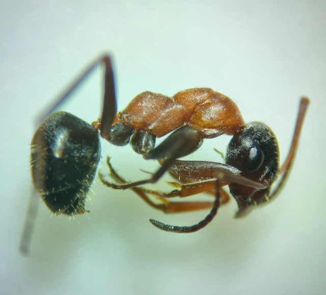 Formica clara - pusztai rabszolgahangya