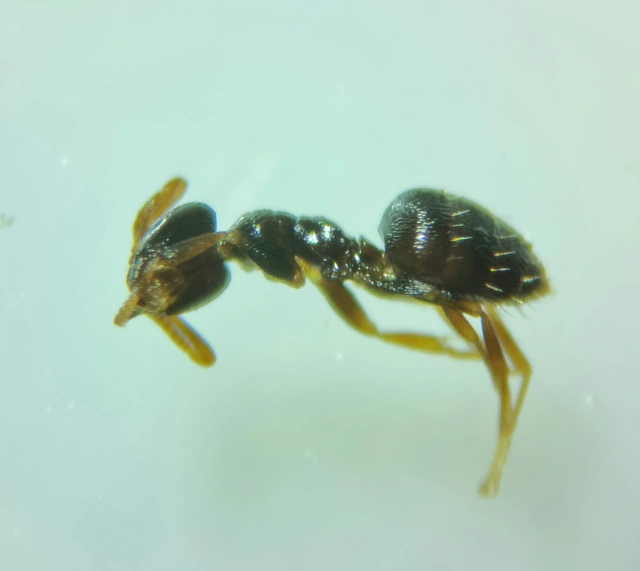 Plagiolepis pygmaea - lapos törpehangya