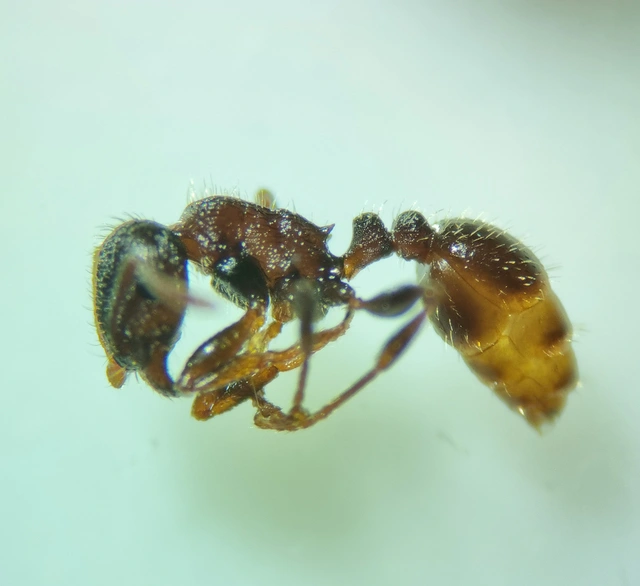 Tetramorium moravicum - morva gyepihangya