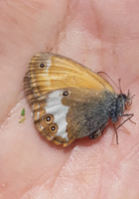 Coenonympha arcania - fehéröves szénalepke