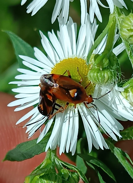 Deraeocoris ruber - vöröses mezeipoloska