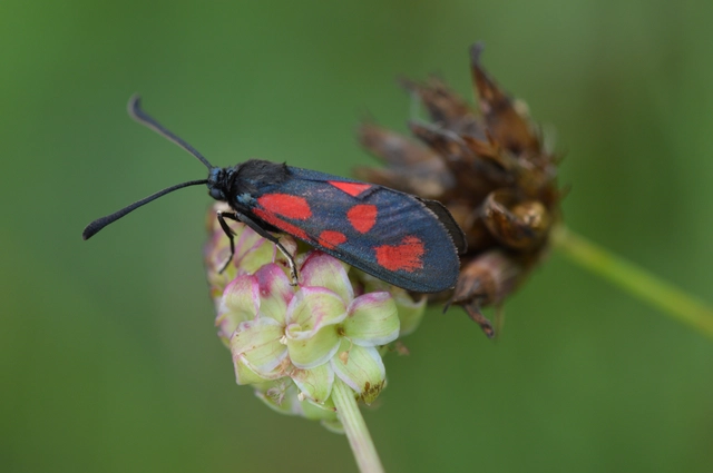 Zygaena loti - közönséges csüngőlepke