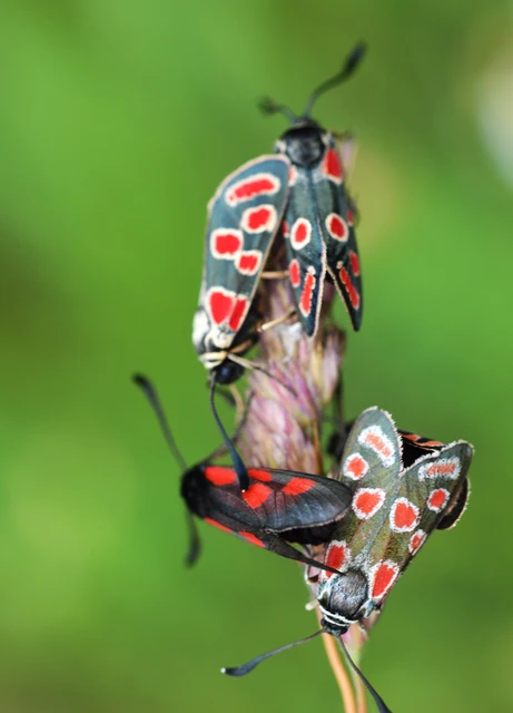 Zygaena carniolica - fehérgyűrűs csüngőlepke