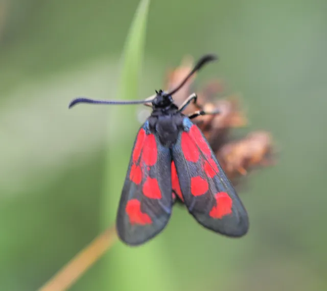 Zygaena loti - közönséges csüngőlepke