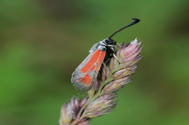 Zygaena punctum - pettyes csüngőlepke