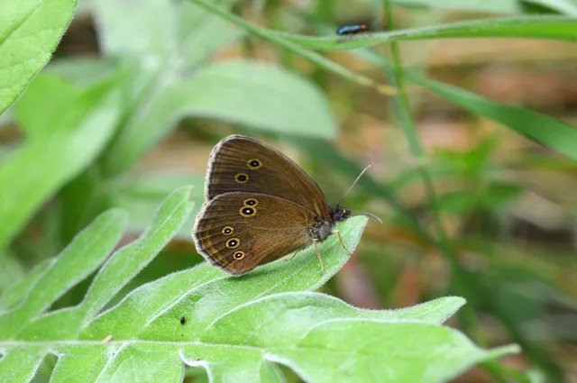 Aphantopus hyperanthus - közönséges ökörszemlepke
