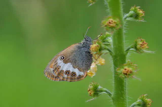 Coenonympha arcania - fehéröves szénalepke