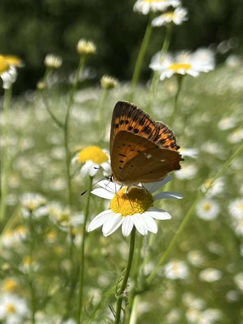 Lycaena virgaureae - arany-tűzlepke