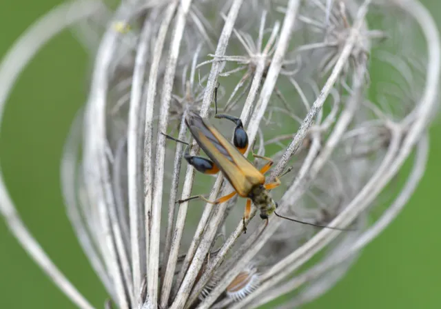 Oedemera podagrariae - székfű-álcincér