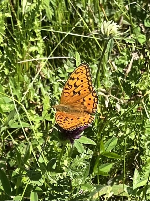 Argynnis aglaja - kerekfoltú gyöngyházlepke Argynnis aglaja - kerekfoltú gyöngyházlepke
