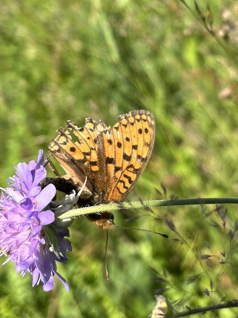Argynnis niobe - ibolya-gyöngyházlepke