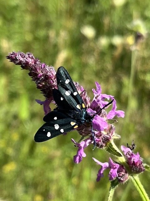 Zygaena ephialtes - változékony csüngőlepke