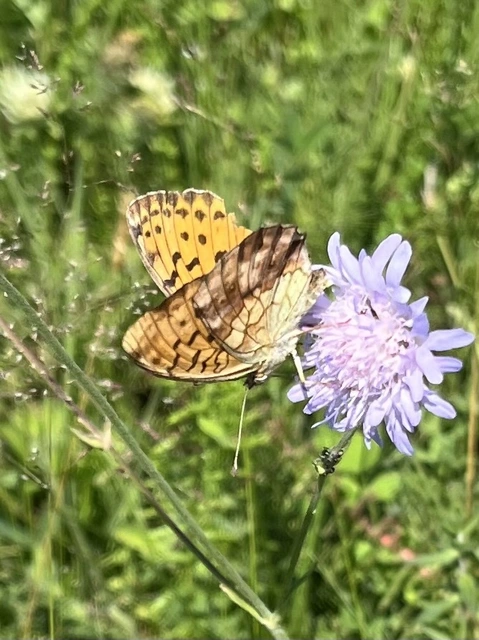 Brenthis daphne - málna-gyöngyházlepke