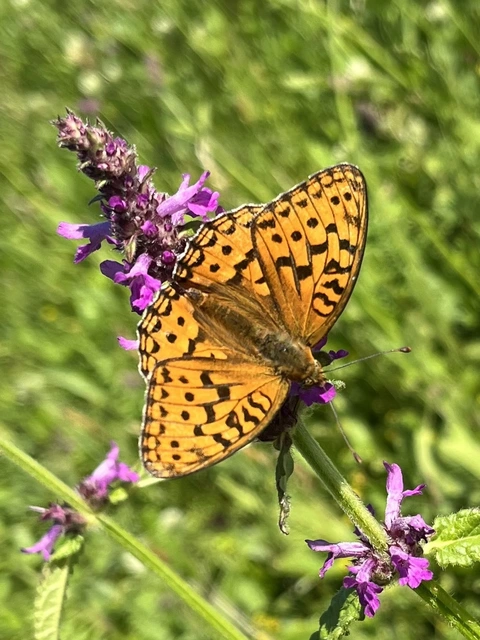Argynnis aglaja - kerekfoltú gyöngyházlepke Argynnis aglaja - kerekfoltú gyöngyházlepke