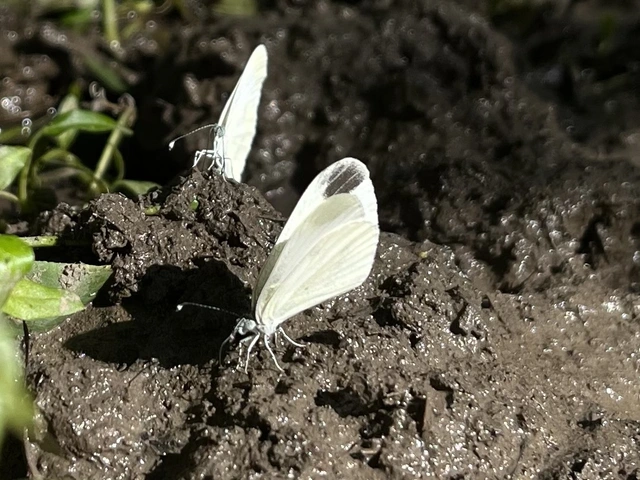 Leptidea sinapis - mustárlepke