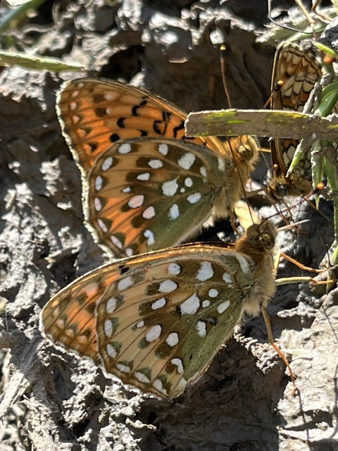 Argynnis aglaja - kerekfoltú gyöngyházlepke Argynnis aglaja - kerekfoltú gyöngyházlepke
