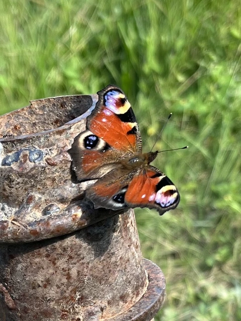 Nymphalis io - nappali pávaszem