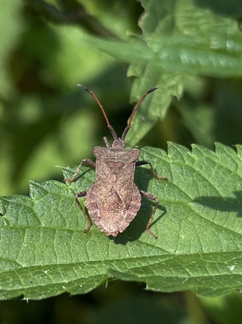 Coreus marginatus - közönséges karimáspoloska