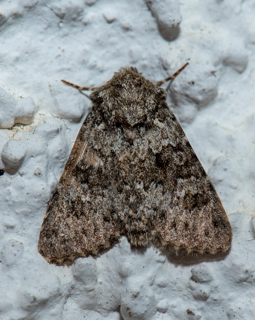 Hecatera dysodea - parajbagoly