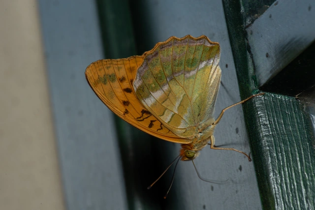 Argynnis paphia - nagy gyöngyházlepke