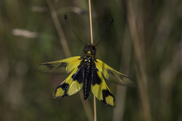 Libelloides macaronius - keleti rablópille
