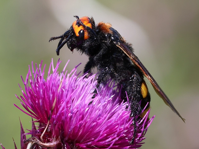 Megascolia maculata - óriás-tőrösdarázs