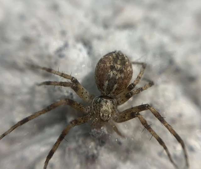 Philodromus