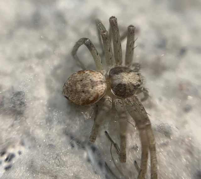 Philodromus