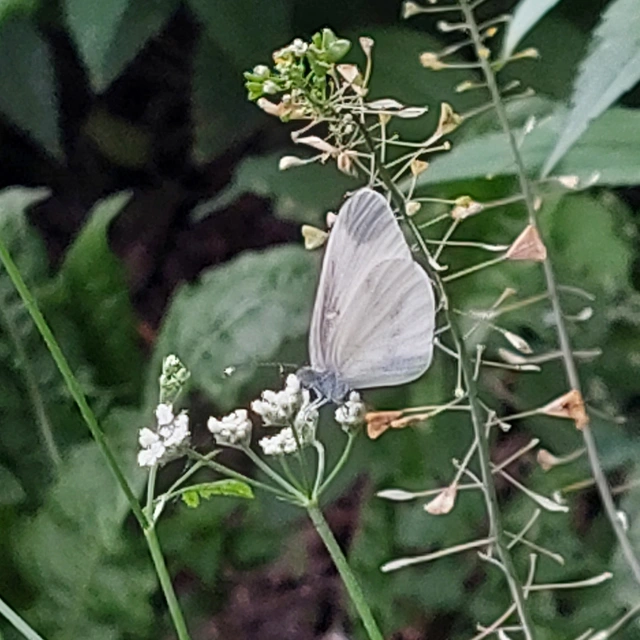 Leptidea sinapis - mustárlepke