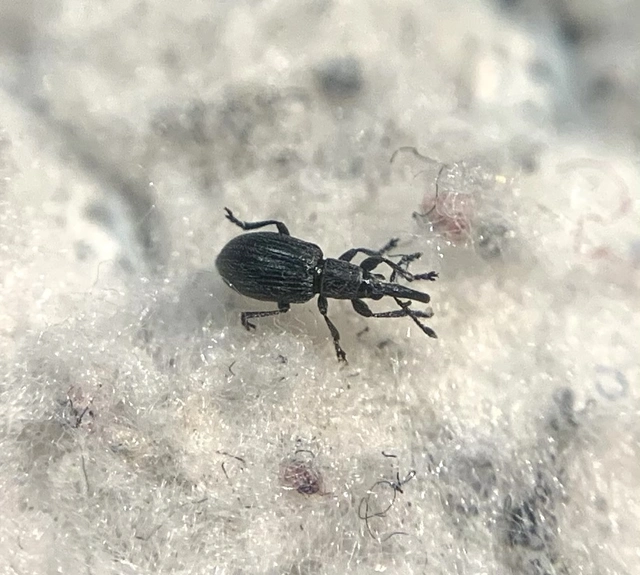 Diplapion detritum - kamilla-cickányormányos