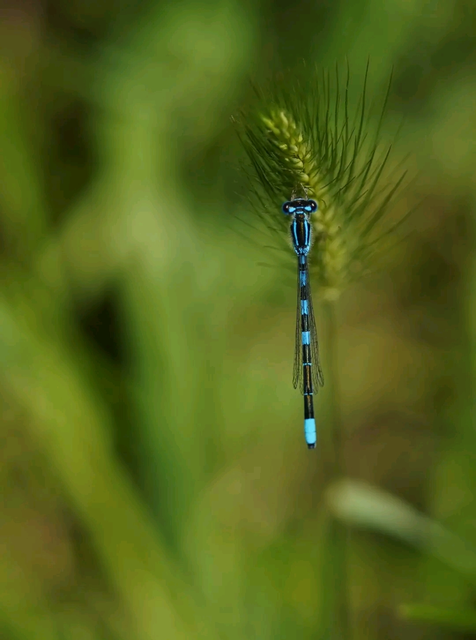 Coenagrion scitulum - mediterrán légivadász