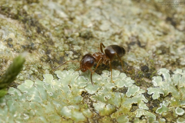 Lasius brunneus - rozsdáshátú feketehangya