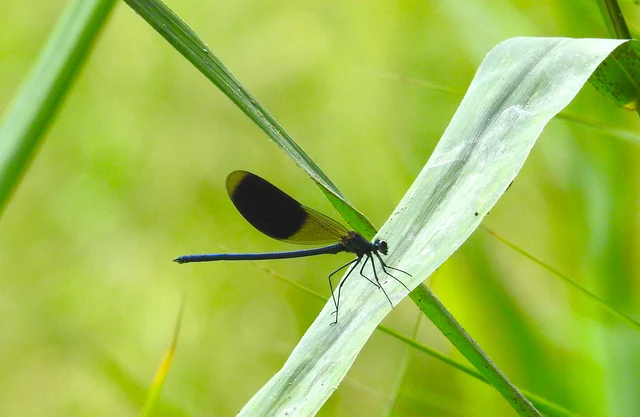 Calopteryx splendens - sávos szitakötő