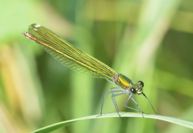 Calopteryx splendens - sávos szitakötő