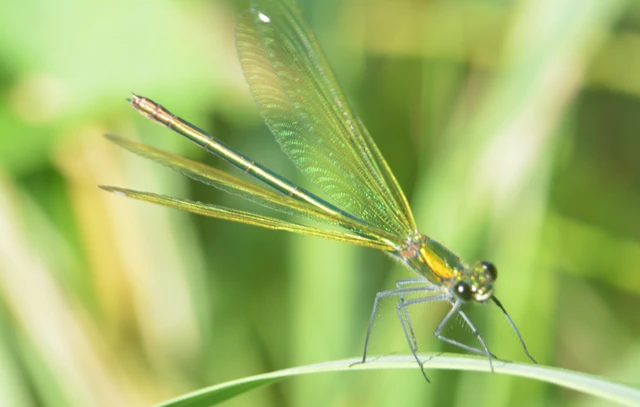 Calopteryx splendens - sávos szitakötő