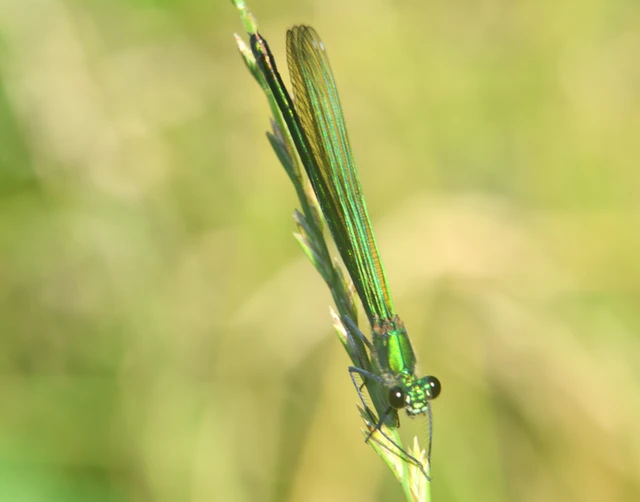 Calopteryx splendens - sávos szitakötő