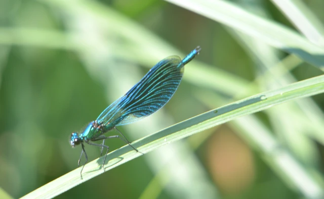 Calopteryx splendens - sávos szitakötő